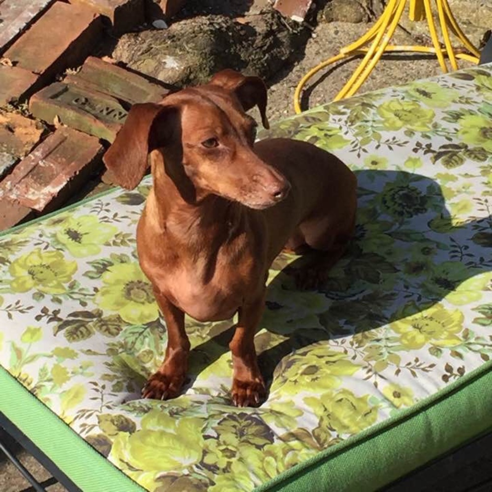 Meet your Posher, Peggy